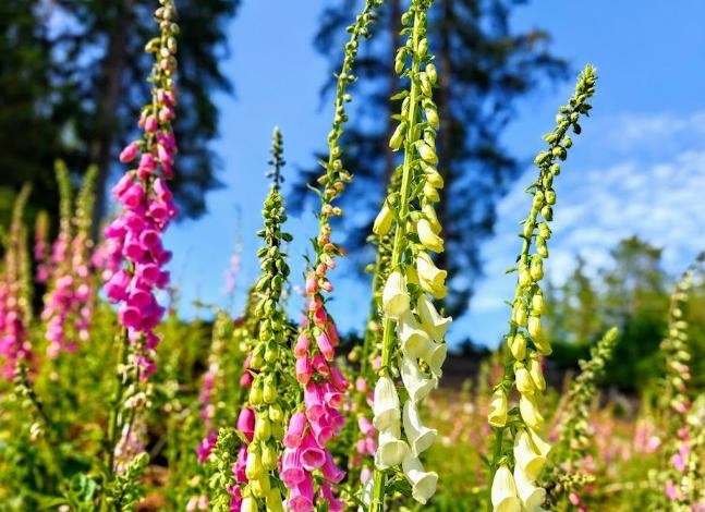 Oplev 1000-vis af digitalis i blomst + et par bakker