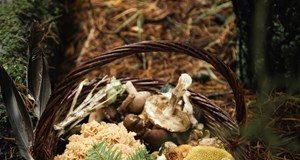 Svampe tur i Gyttegård plantage grenelejern