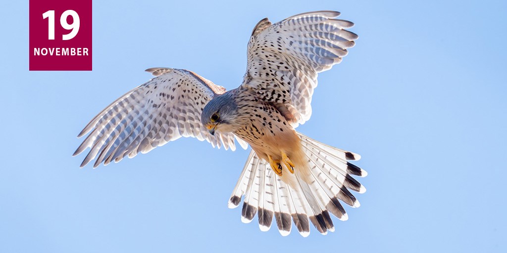 Årstiderne i Hellebæk Kohave