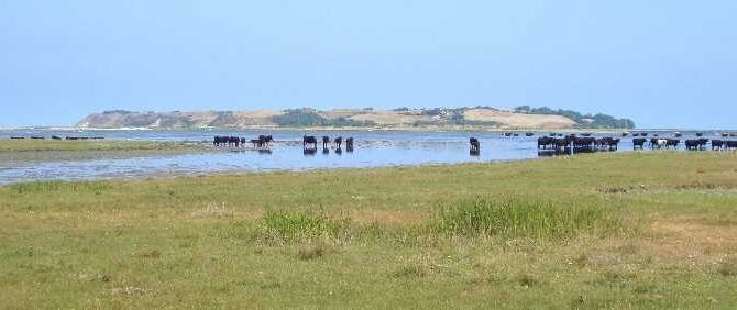 Forårstur på Vesterlyng