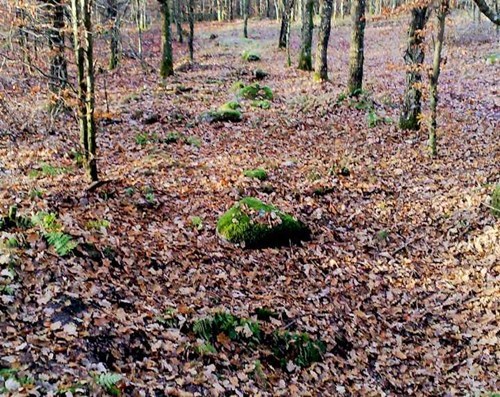 Sommersolhverv i Rold Nørreskov