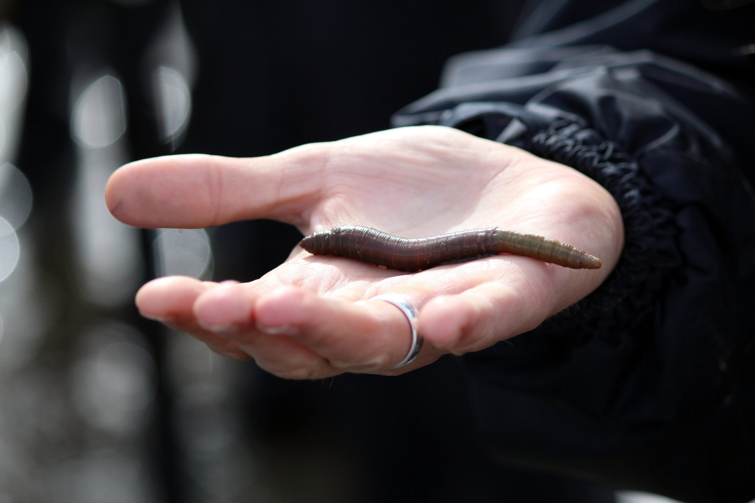 Vadehavsvandring - Klassisk