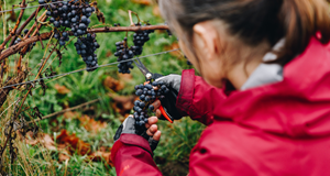 Oplev druehøsten på Garbolund Vingård