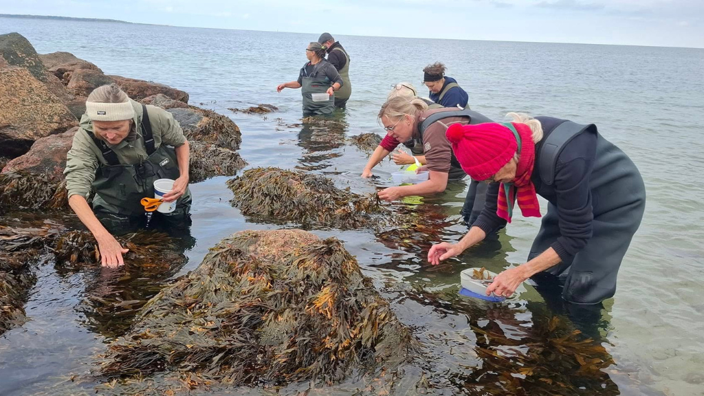 Udforsk havets ressourcer på et tanghøst kursus