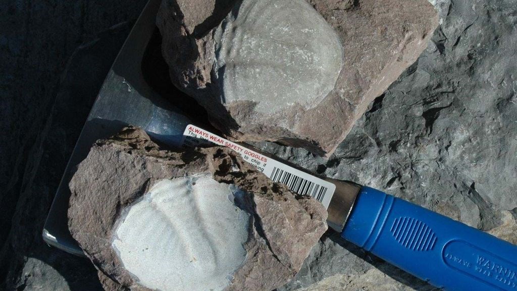Fossiljagt ved Risebæk