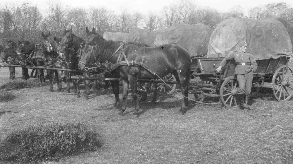 Hestenes betydning under benzinkrisen fra 1939-1946