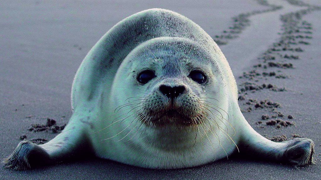 Sælsafari | Club Fanø | Fanø