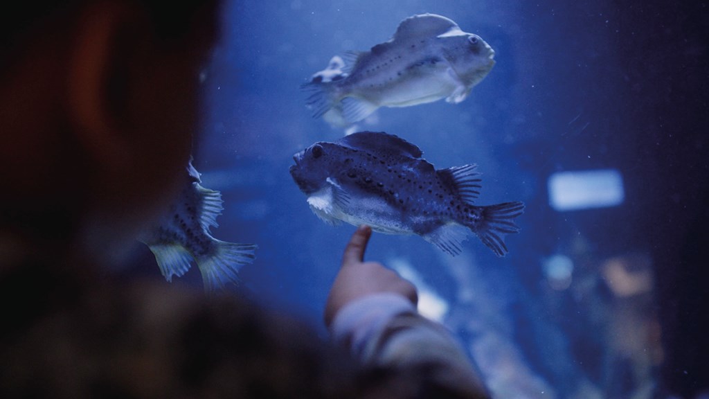 Påske på Nordsøen Oceanarium