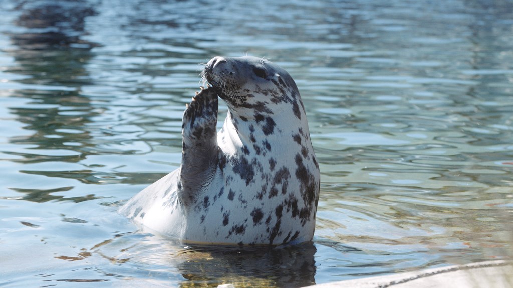 Efterårsferie på Nordsøen Oceanarium