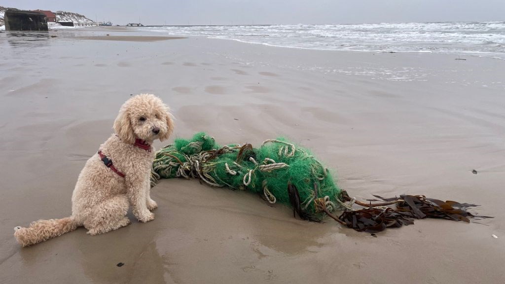 Plastic-change Beach Clean Up - Dog Special
