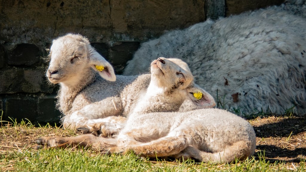 Påskehygge og æggejagt på Frilandsmuseet Hjerl Hede