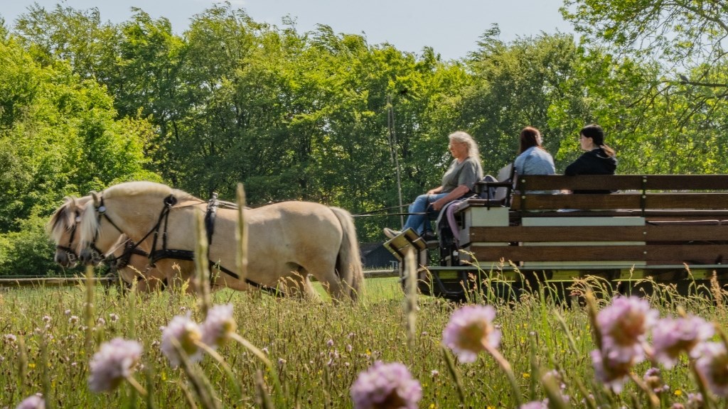 Guidede hestevognsture på Hjerl Hede hver onsdag