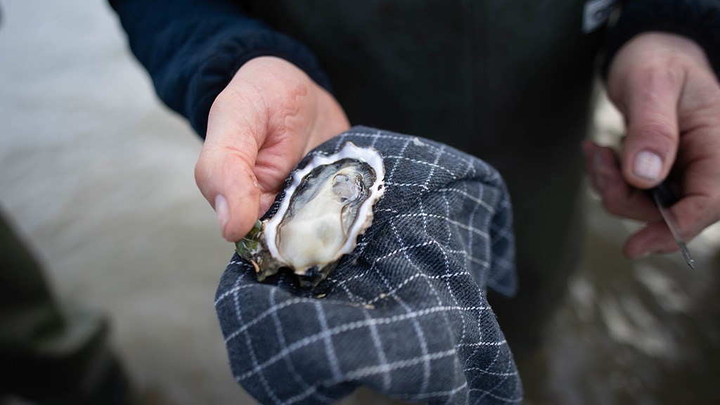 Østerssafari med Jyllandsakvariet
