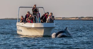 Delfinsafari i Limfjorden