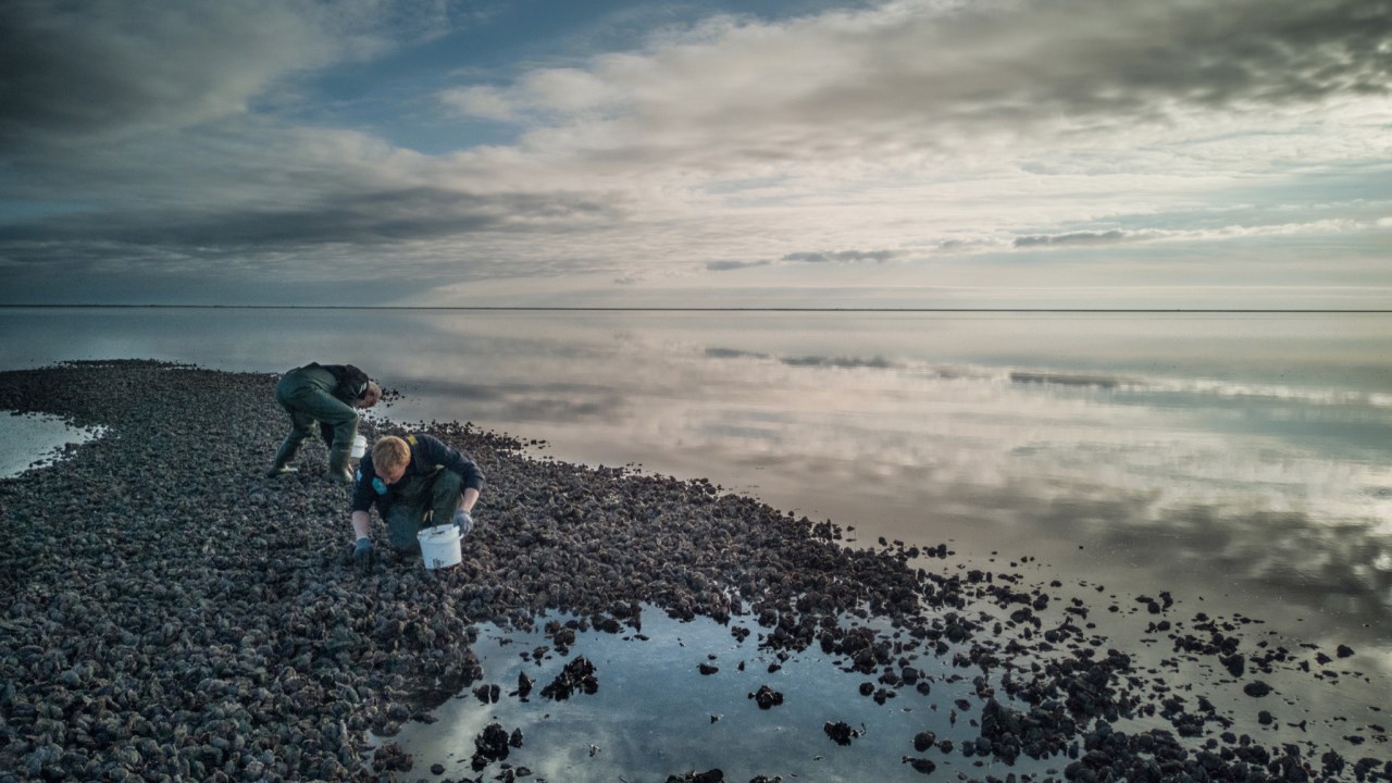 Østerssafari med Vadehavscentret