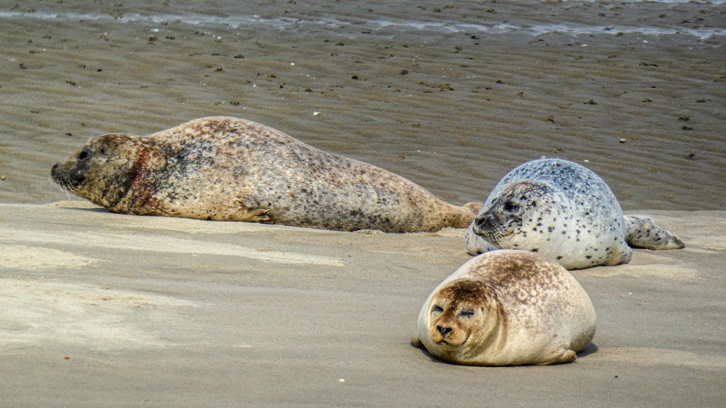 Sælsafari DK og GB | Club Fanø | Fanø