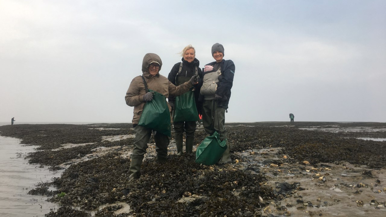Saml østers på vaden og nyd dem til frokost på Vingården