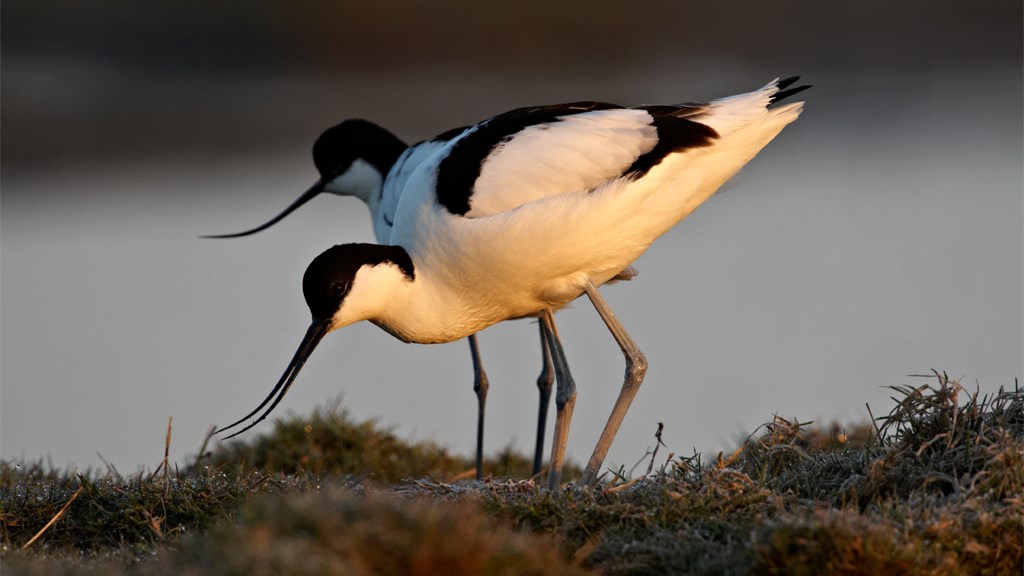 Fuglenes aften i marsken og suppe på vingården