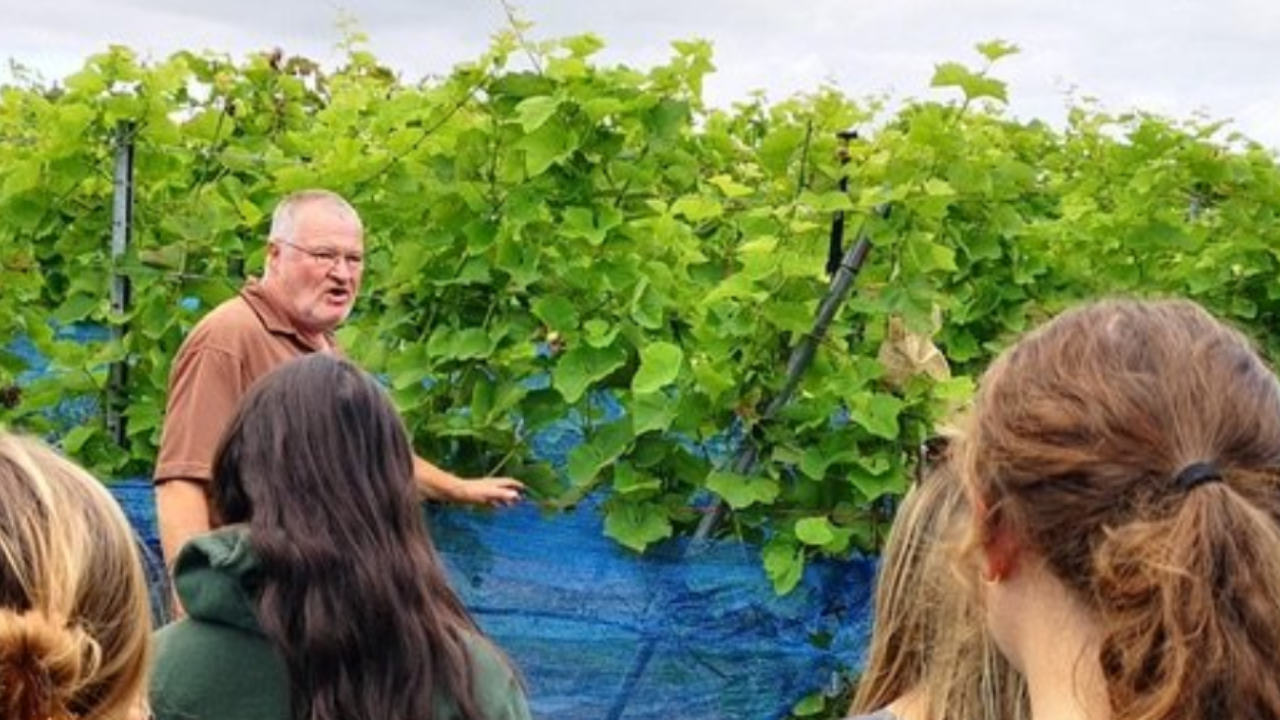 Rundvisninger på Vester Vedsted Vingård