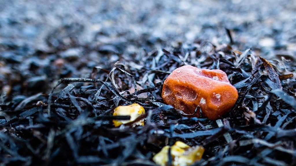 Ravsafari i Hvide Sande