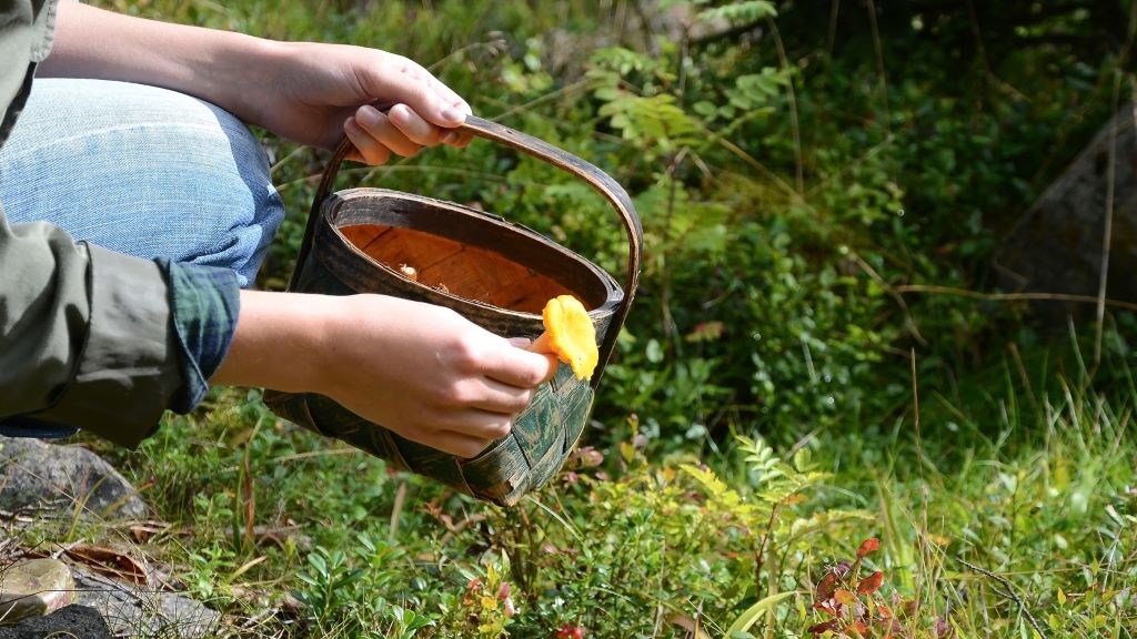 Svampetur i Vrøgum Plantage