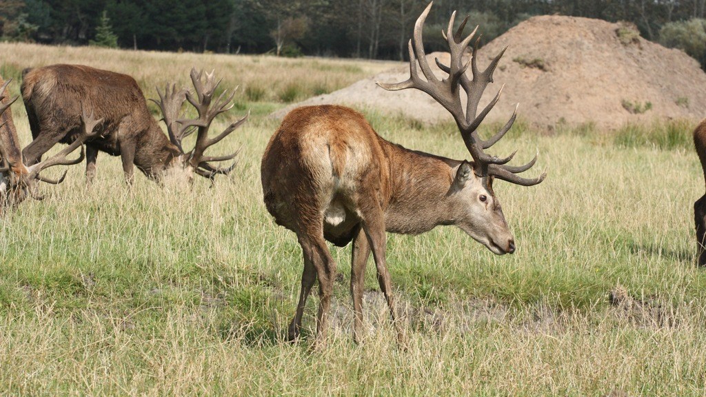 Unik oplevelse i Nygaards dyrehave