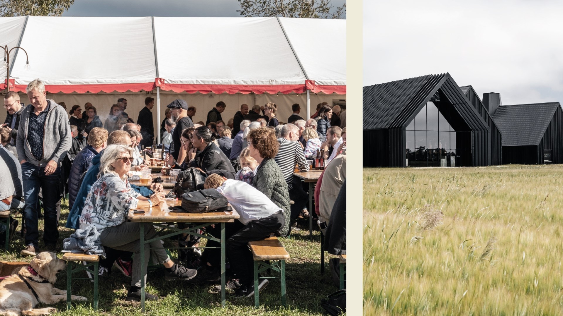 Sommerhygge hos Stauning Whisky
