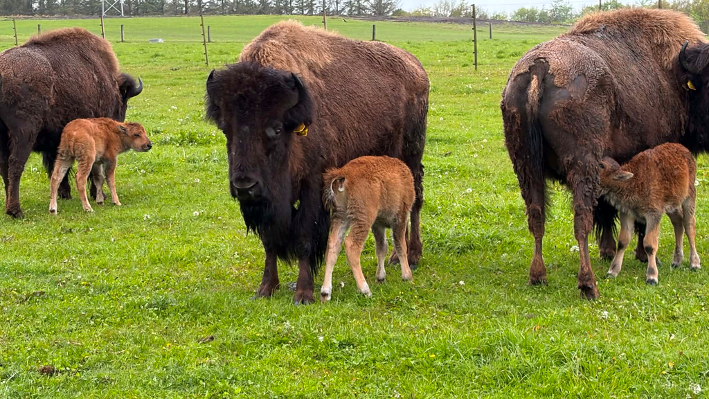 Grill arrangement og Bisonsafari