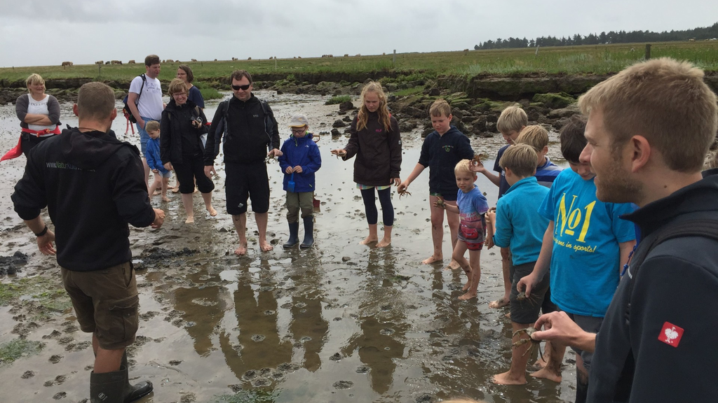 Natursafari - De skjulte dyr i vadehavet, Engelsk