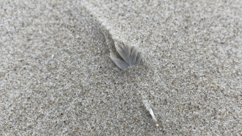 Wadden Tide - Æggene