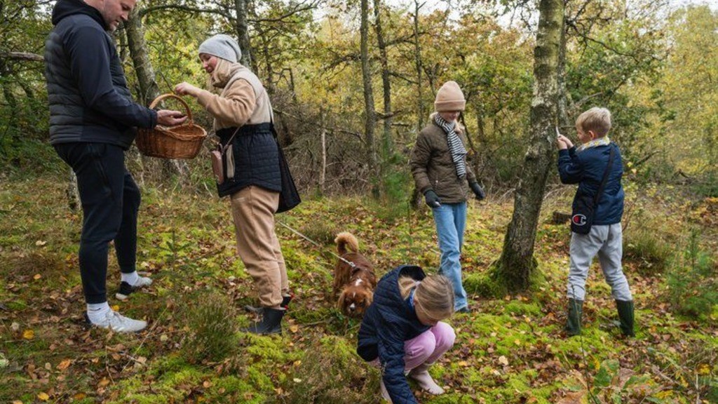 Guidet svampetur