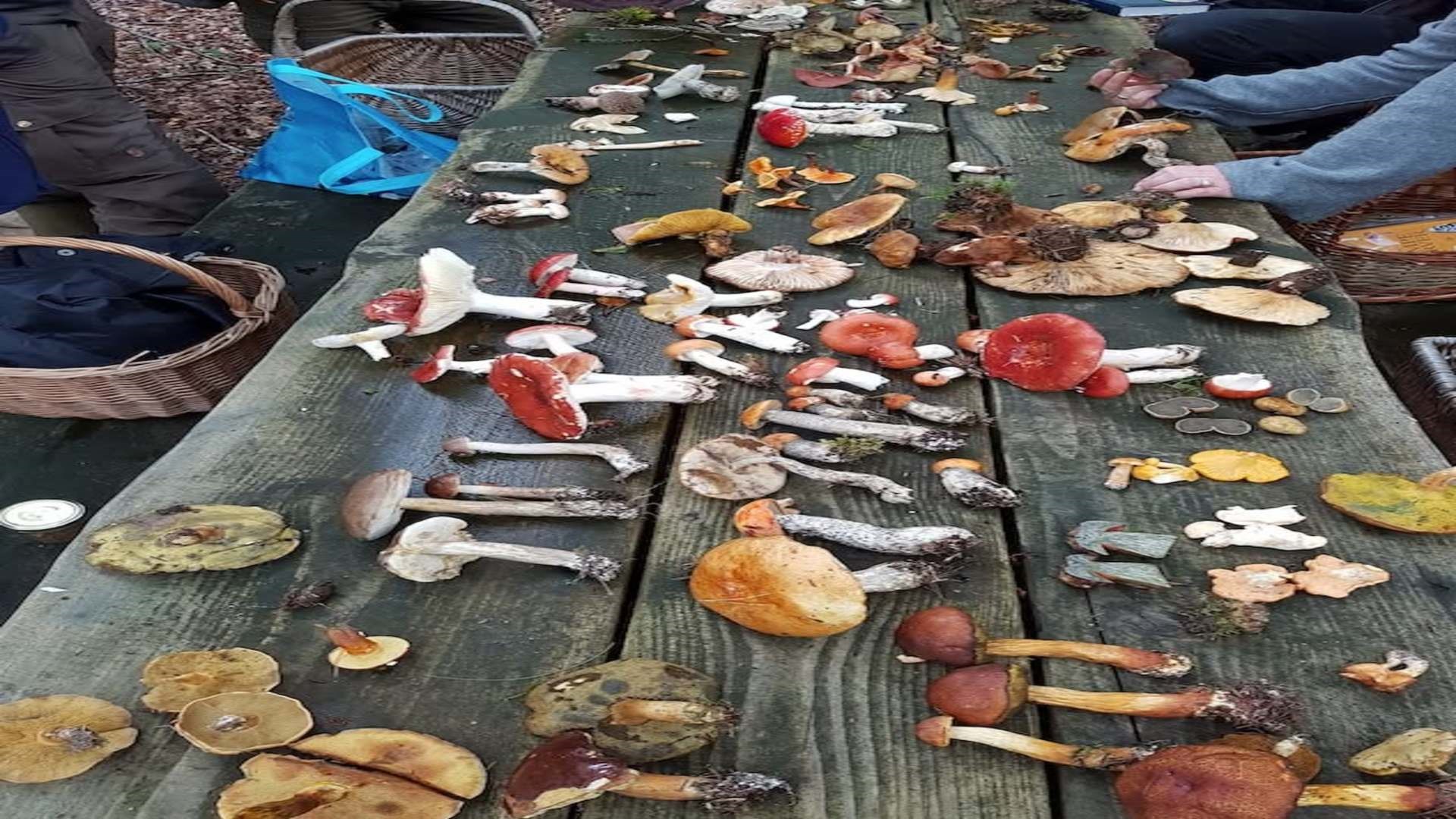 Svampetur i efterårsferien