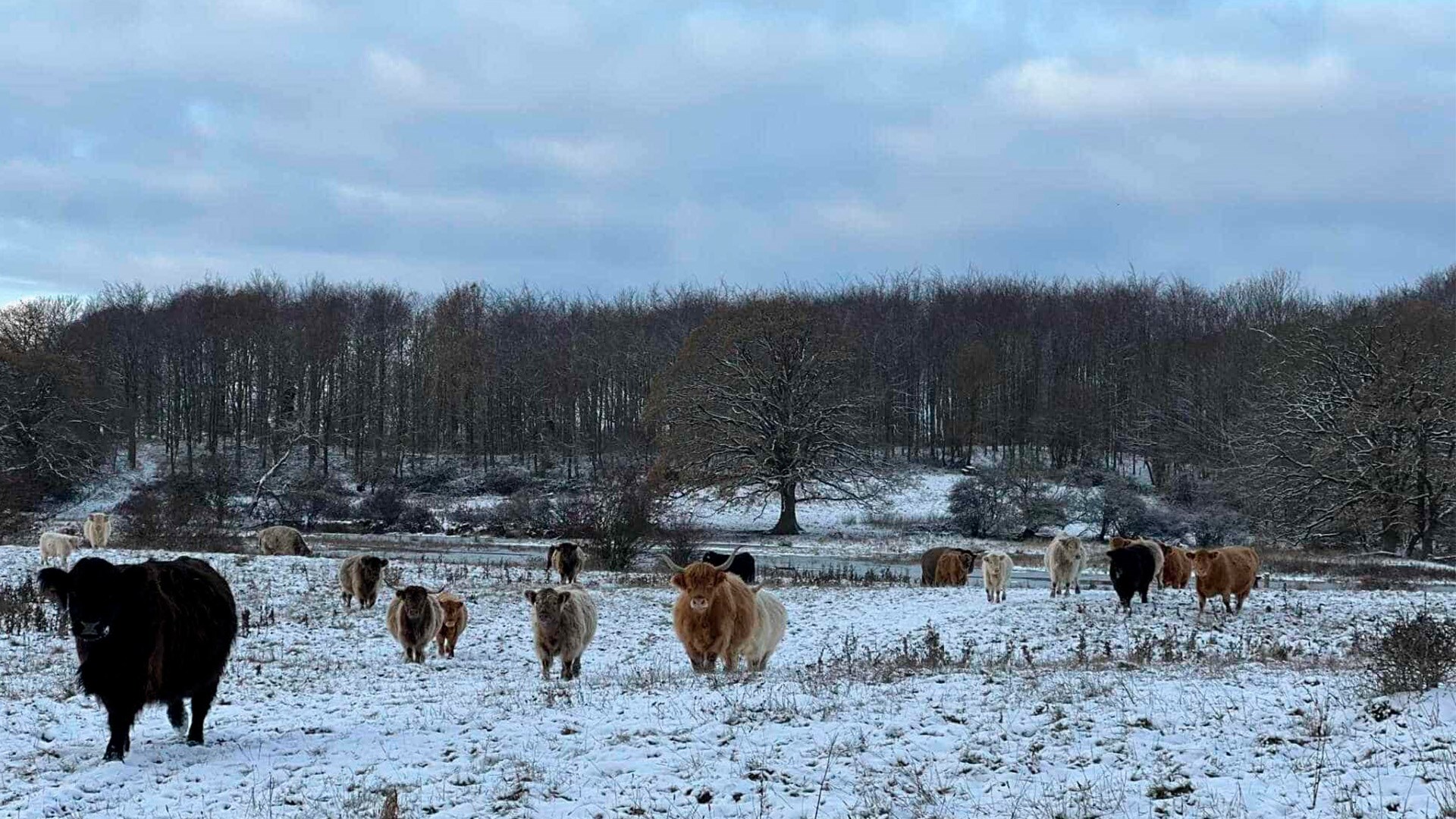 Skovsgaard Naturvejleder · Guidet vintertur