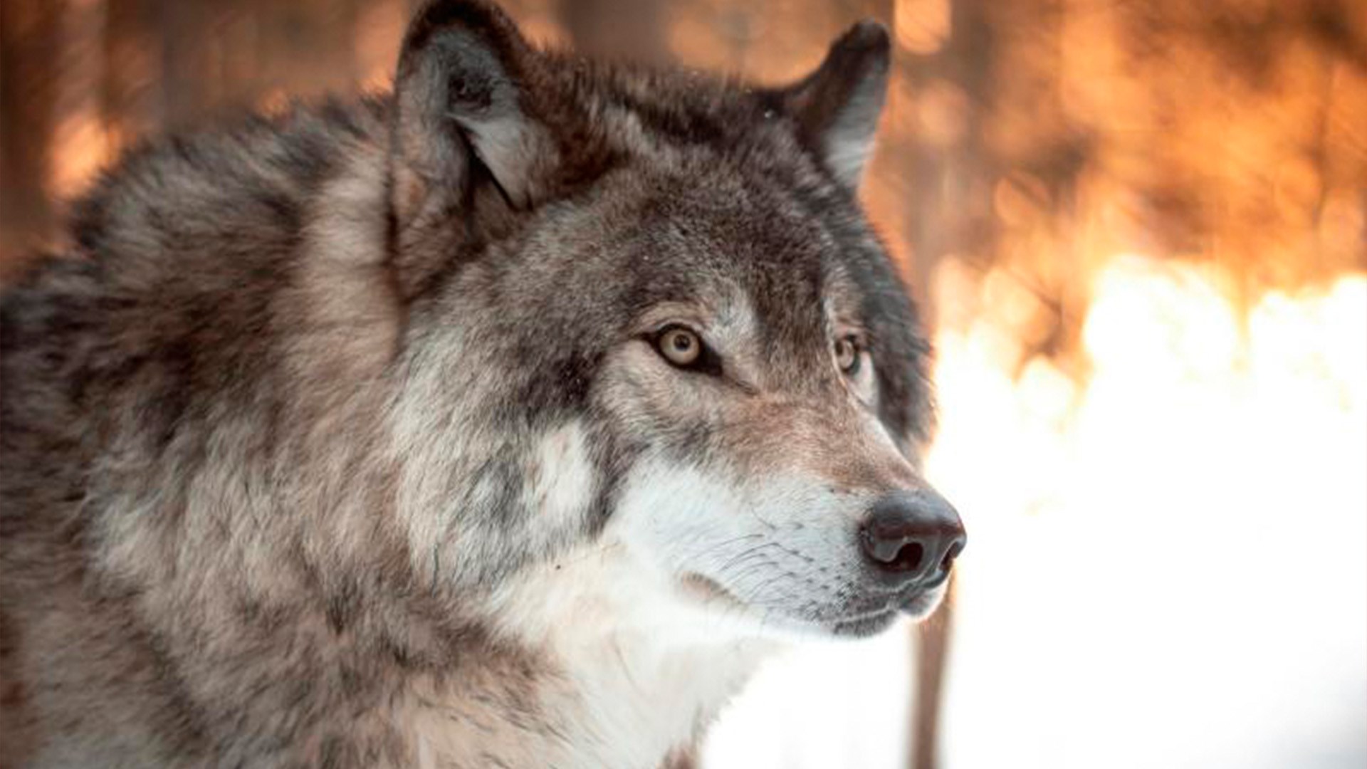 Littera|TUR - Ulvetur Langeland Bibliotek