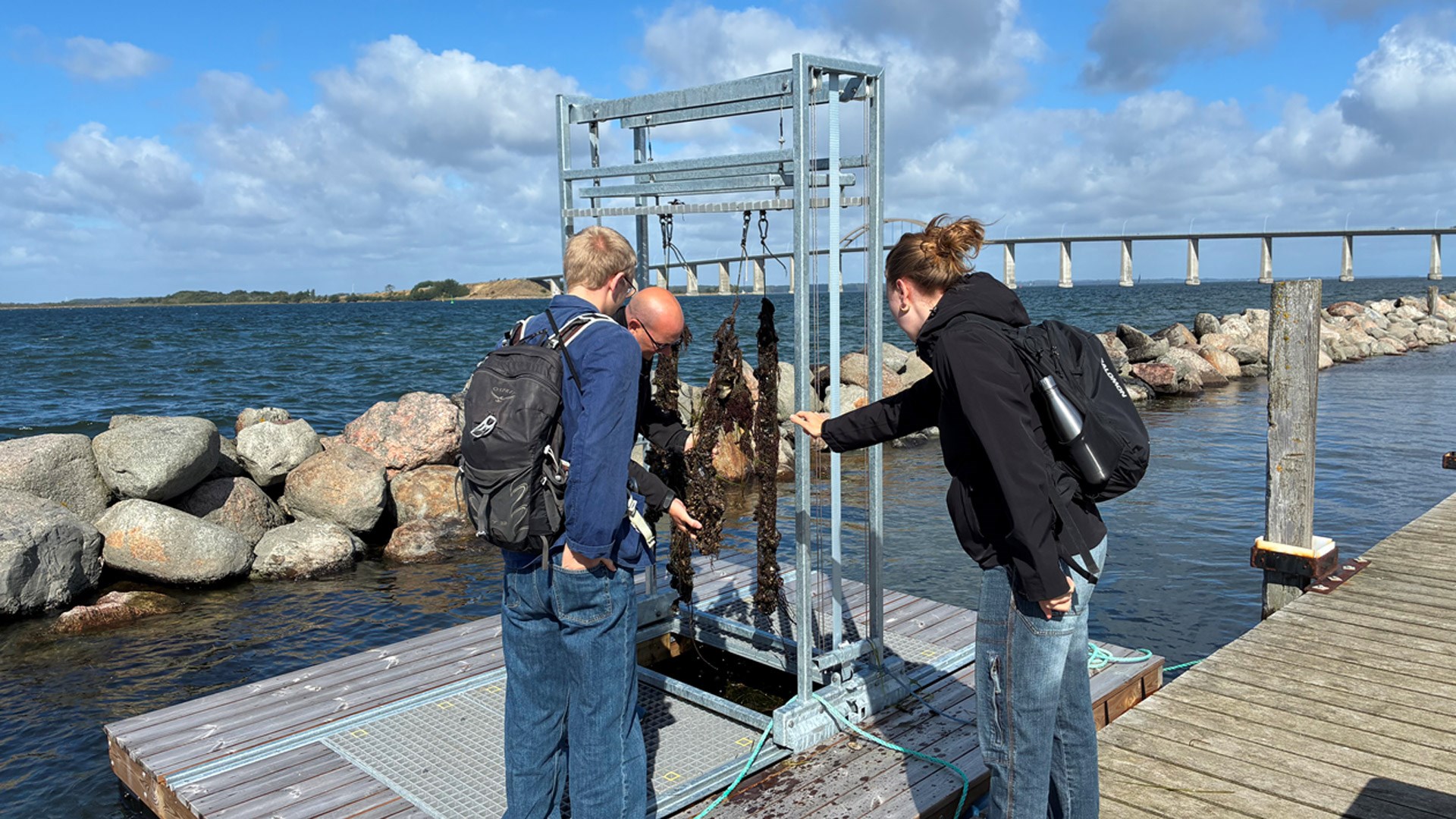 Muslinger på Rudkøbing Havn