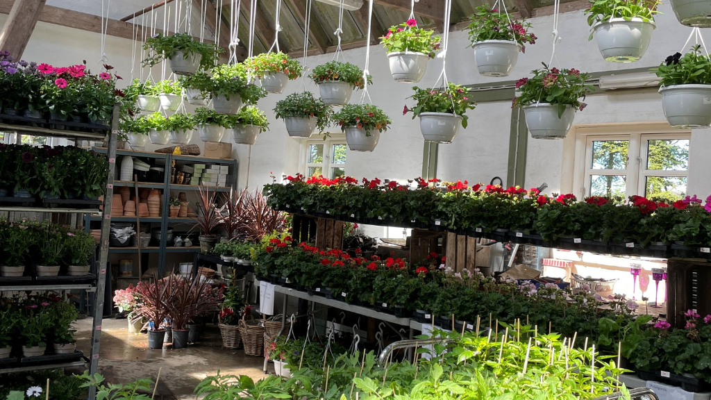 Staudeengens Blomstersalg hele maj måned