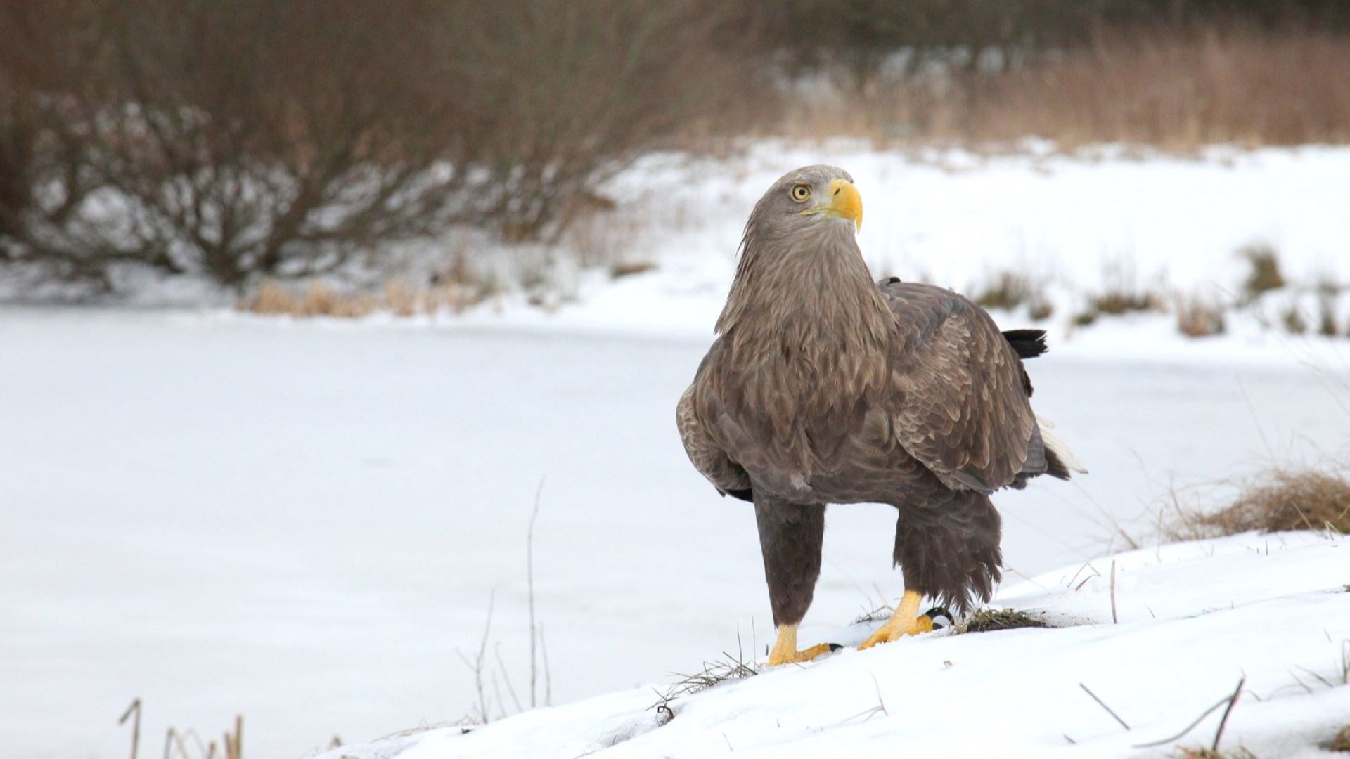 Julestemning på Ørnereservatet