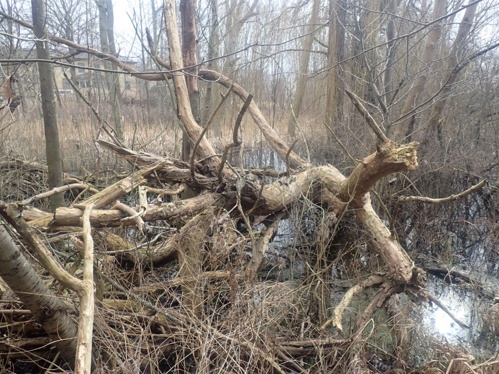 Adventstur Sankt Hans Vest