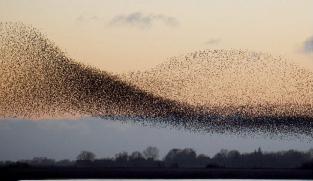 Sort Sol tur i egen bil