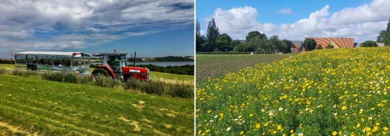 Højstedgård / Blomstertur og havefrø produktion med Naturekspressen