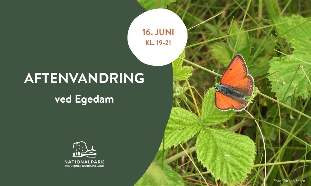 Aftenvandring ved Egedam