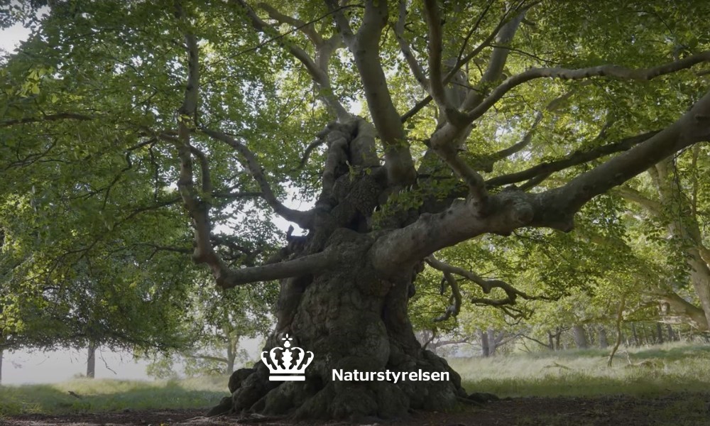 Naturmysteriet - en gådejagt i den vilde skov
