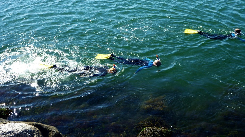 Guidet snorkeltur: Træn under vand med maske og snorkel