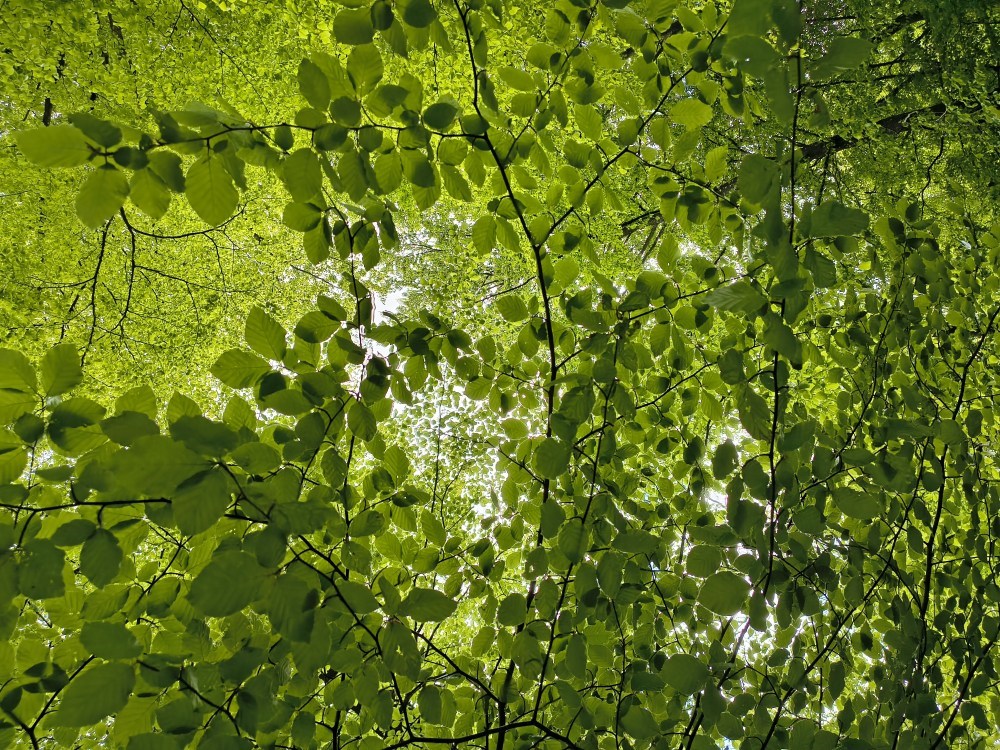 Natur-ly Workshop for kvinder 45+