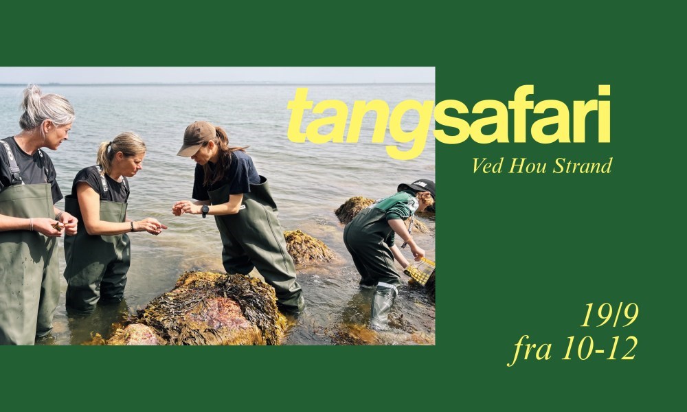 Tangsafari