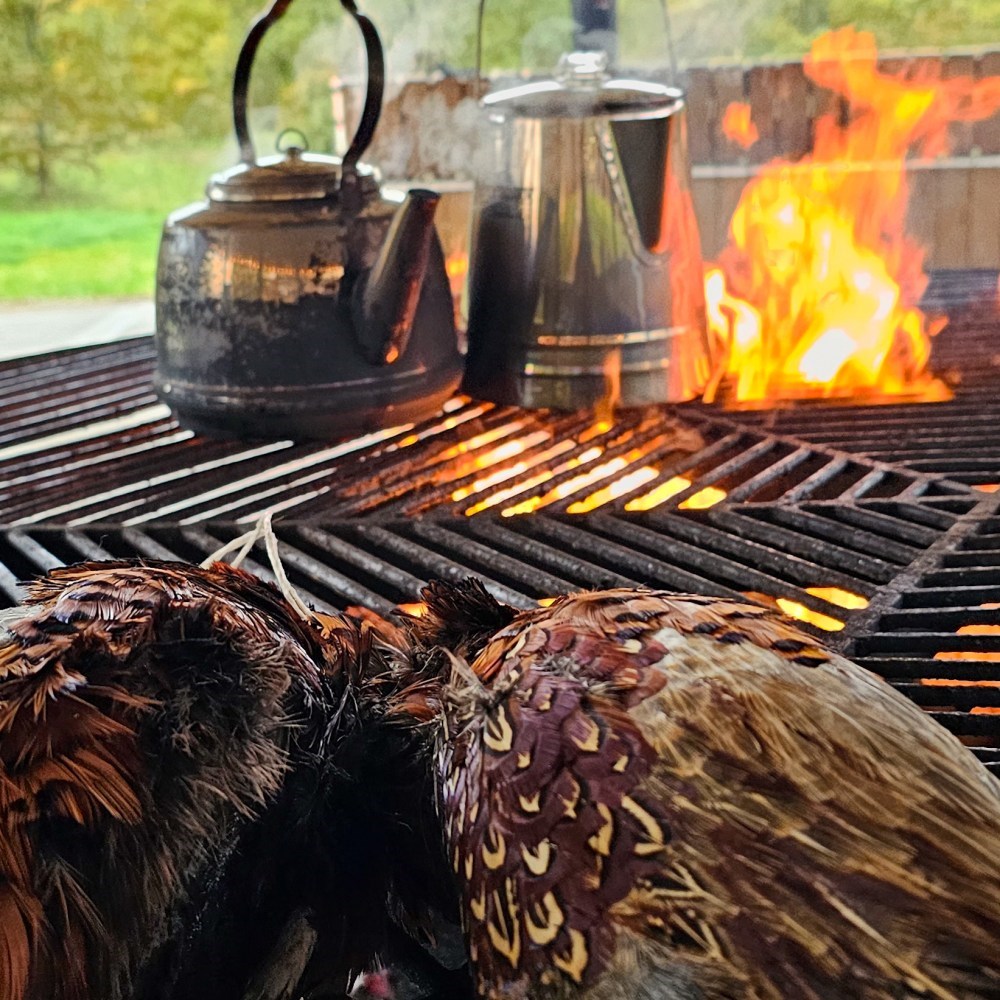 Fasan-kokkerier og bueskydning