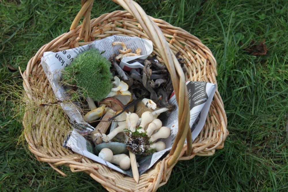 Svampetur - Nordsjællands Naturskole