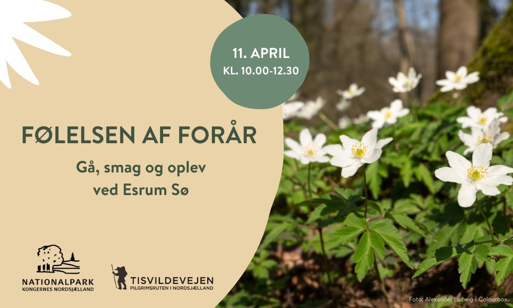 Følelsen af forår - Gå, smag og oplev ved Esrum Sø