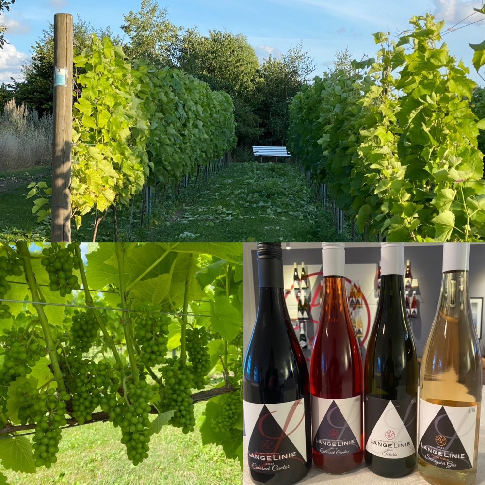 Rundvisning og vinsmagning på vingård ved Frederikssund - Langelinie vin