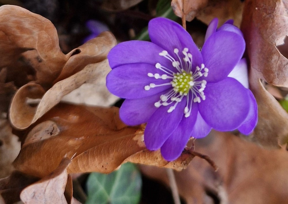På jagt efter foråret og de blå anemoner i Hestehave Skoven